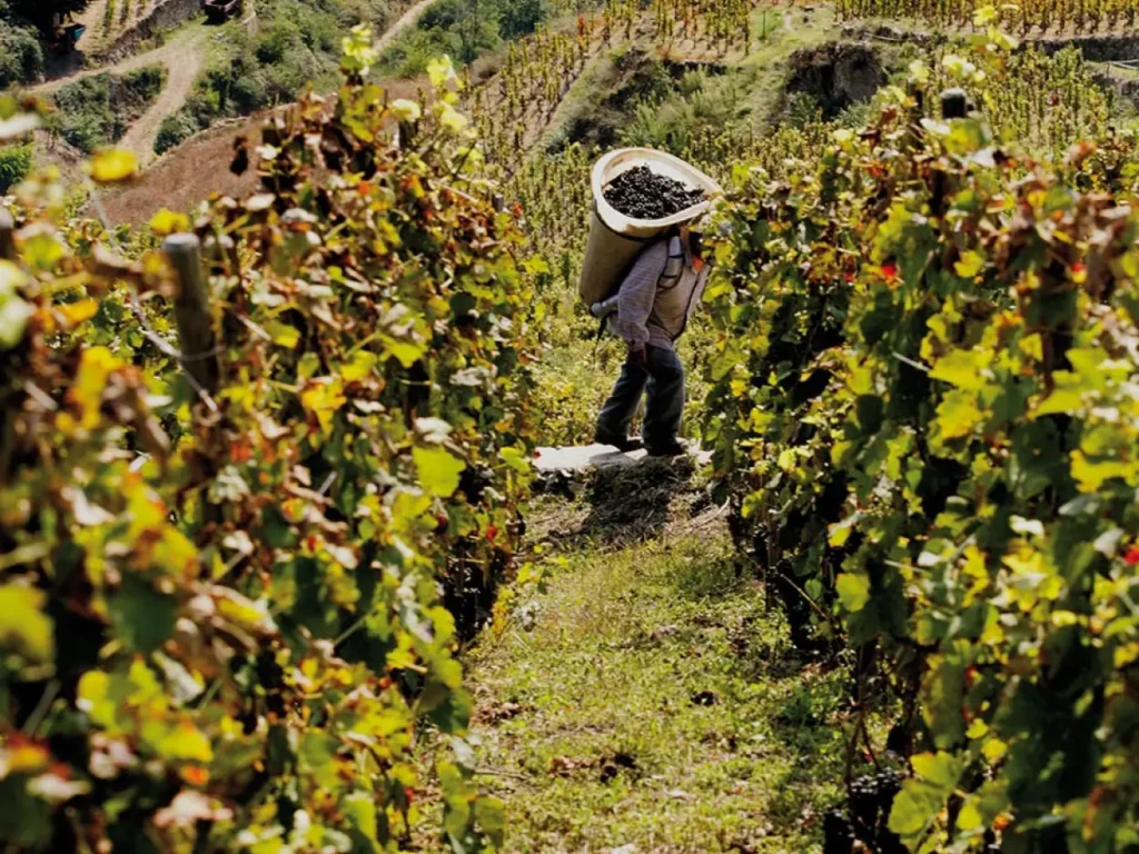 Témoignage client de Mr Chapoutier